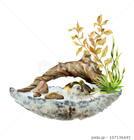 Hand drawn watercolor aquarium catfish, algae, bog wood and substrate. Marine exotic underwater illustration. Isolated on white background. Design for shops, brochure, print, card, wall art, textile. 107136845