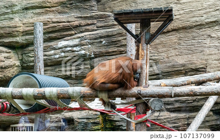 An orangutan in the aviary of the Moscow Zoo on a summer day. An orangutan in the aviary of the Moscow Zoo on a summer day. 107137099