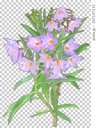 Ruriyanagi 107137131