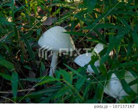 きのこワールド テングタケ科ドクツルタケ きのこワールド テングタケ科ドクツルタケ 107137167