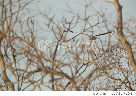 ハイイロチュウヒのオス ハイイロチュウヒのオス 107137252