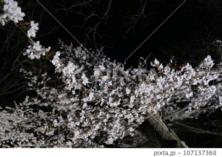 夜桜 107137368