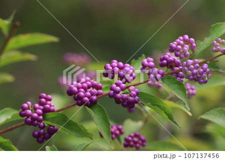 紫式部 紫式部 107137456