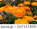 オレンジの花 107137809