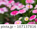 春の花壇に咲くピンクのデージーの花 107137816