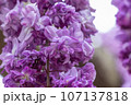 八重藤の花 107137818