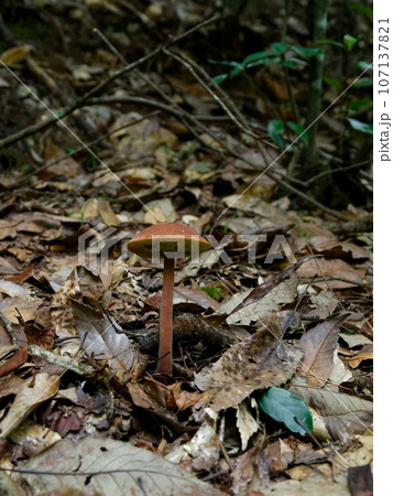 きのこワールド イグチ科アシナガイグチ きのこワールド イグチ科アシナガイグチ 107137821