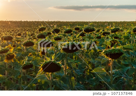 Sunflower field in Southern France Sunflower field in Southern France 107137846