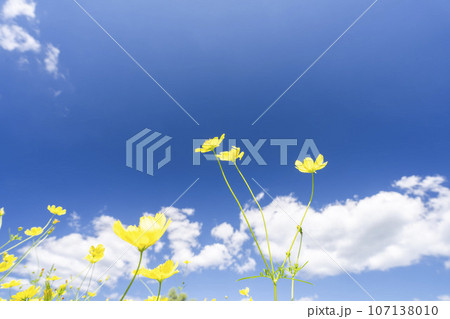 青空とキバナコスモス・レモンブライト　秋の国営みちのく杜の湖畔公園　宮城県川崎町 107138010