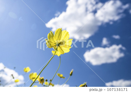 青空とキバナコスモス・レモンブライト 秋の国営みちのく杜の湖畔公園 宮城県川崎町 青空とキバナコスモス・レモンブライト 秋の国営みちのく杜の湖畔公園 宮城県川崎町 107138171