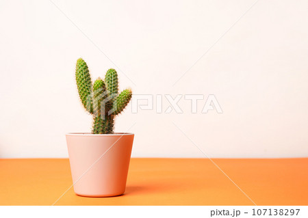Small cactus in a flowerpot on white background, copy space 107138297