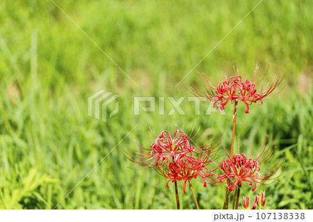 可憐に咲く曼珠沙華　ヒガンバナ　宮城県川崎町 107138338