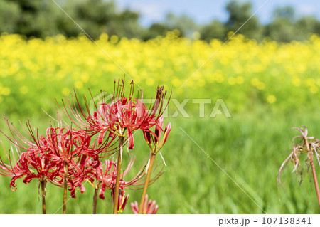 可憐に咲く曼珠沙華 ヒガンバナ 宮城県川崎町 可憐に咲く曼珠沙華 ヒガンバナ 宮城県川崎町 107138341