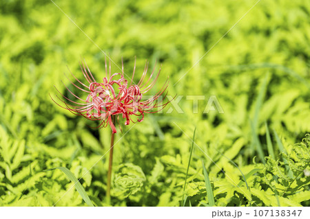 可憐に咲く曼珠沙華 ヒガンバナ 宮城県川崎町 可憐に咲く曼珠沙華 ヒガンバナ 宮城県川崎町 107138347
