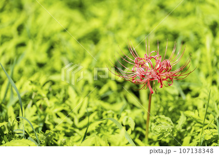 可憐に咲く曼珠沙華 ヒガンバナ 宮城県川崎町 可憐に咲く曼珠沙華 ヒガンバナ 宮城県川崎町 107138348