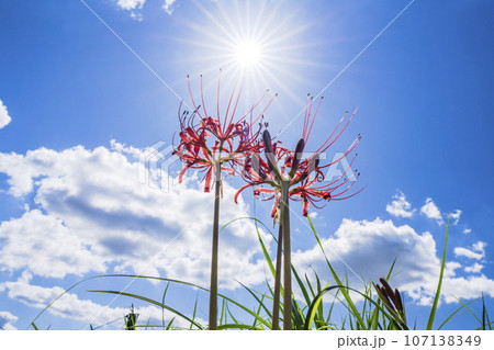 可憐に咲く曼珠沙華　ヒガンバナ　宮城県川崎町 107138349