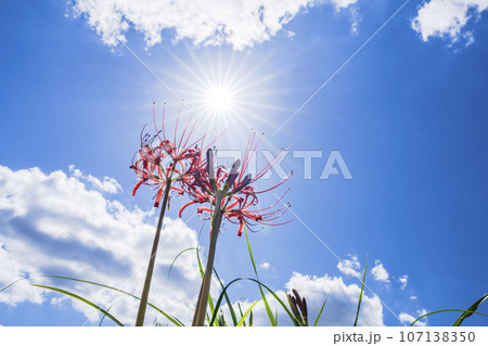 可憐に咲く曼珠沙華　ヒガンバナ　宮城県川崎町 107138350