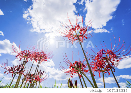 可憐に咲く曼珠沙華 ヒガンバナ 宮城県川崎町 可憐に咲く曼珠沙華 ヒガンバナ 宮城県川崎町 107138355