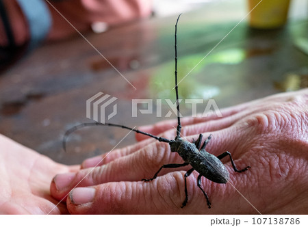 Big black barbel beetle (woodcutter) on the human palm. Big black barbel beetle (woodcutter) on the human palm. 107138786