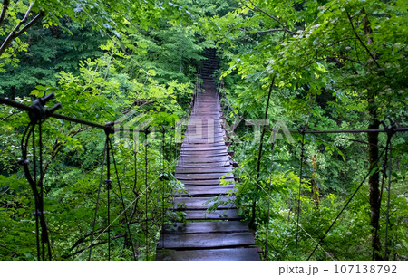 An old suspension bridge over a green abyss in a mountain forest after a rain. An old suspension bridge over a green abyss in a mountain forest after a rain. 107138792