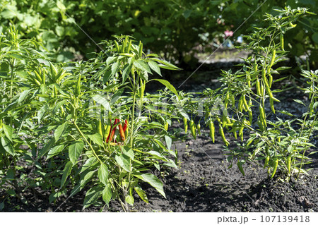 畑に実る唐辛子　宮城県川崎町 107139418