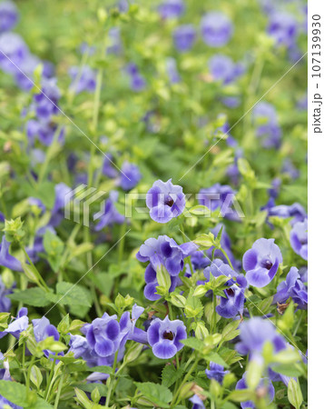 満開に咲いたトレニアの花 107139930