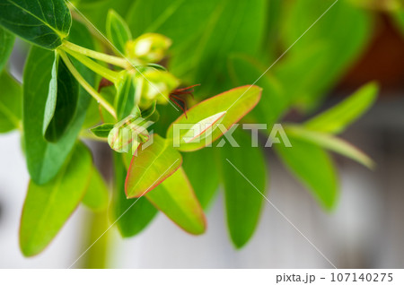鮮やかな赤い縁取りのあるキンシバイの新芽 鮮やかな赤い縁取りのあるキンシバイの新芽 107140275