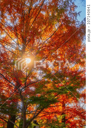 【風景】紅葉【秩父】 107140641