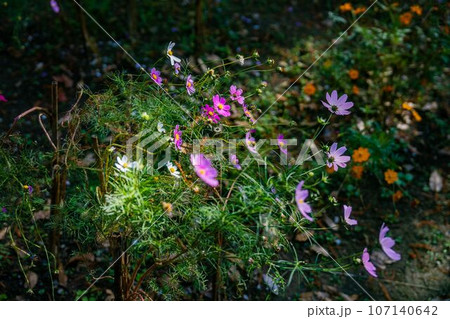 【風景】コスモス 107140642