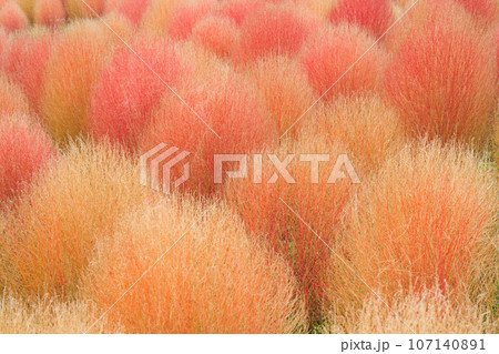 【大阪府】10月・コキアを見に万博記念公園へ 107140891