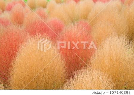 【大阪府】10月・コキアを見に万博記念公園へ 【大阪府】10月・コキアを見に万博記念公園へ 107140892