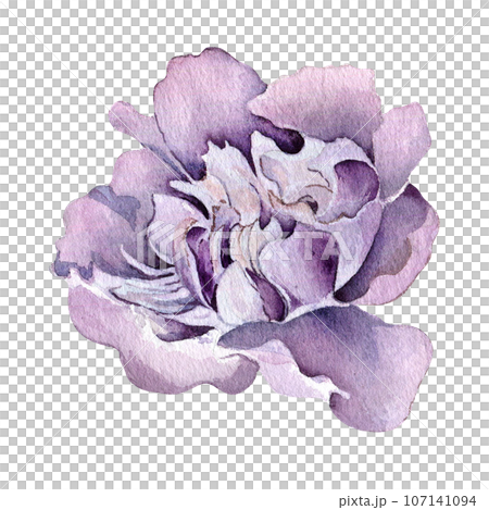 Watercolor purple pink peony flower isolated on white background. Gothic floral botanical Illustration hand drawn. Gothic Dark Wedding Decoration in vintage style. Element for invitation, backdrop 107141094