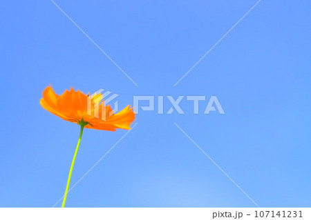 快晴の青空とオレンジ色の黄花コスモス 快晴の青空とオレンジ色の黄花コスモス 107141231