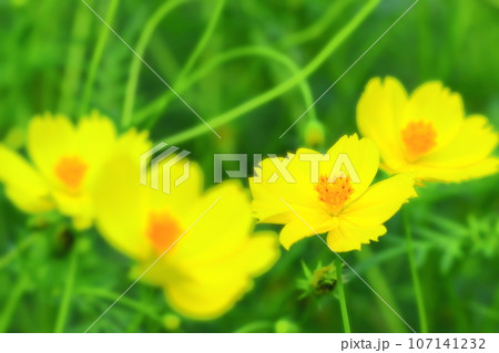 爽やかなレモンイエローの黄花コスモス 107141232