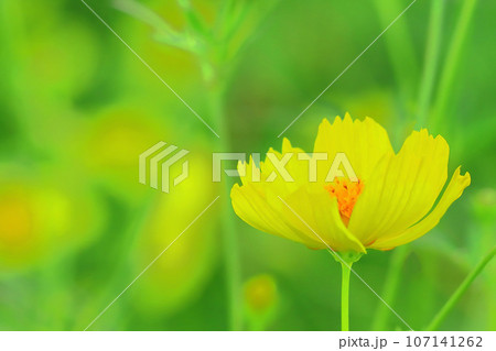 爽やかなレモンイエローの黄花コスモス 107141262