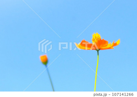 快晴の青空とオレンジ色の黄花コスモス 快晴の青空とオレンジ色の黄花コスモス 107141266