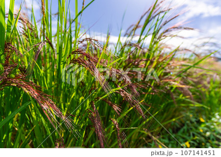 昔の稲が持っていた特徴を色越す残すイネ 赤米 昔の稲が持っていた特徴を色越す残すイネ 赤米 107141451