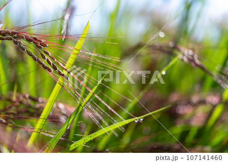 昔の稲が持っていた特徴を色越す残すイネ　赤米 107141460