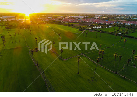 Aerial view sunset light on green rice plantation field 107141743