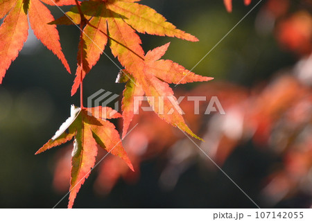 関西の紅葉 107142055