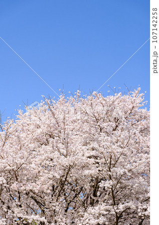 青空と桜 107142258
