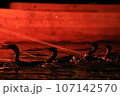 長良川鵜飼 107142570