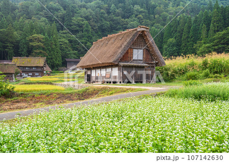 「岐阜県」合掌造りとそば畑・白川郷 107142630