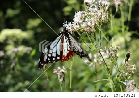 赤城自然園のアサギマダラ 107143821