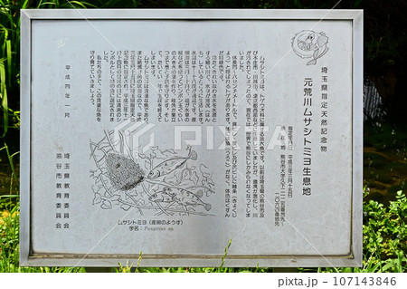 ムサシトミヨが棲む元荒川の自然についての解説看板 ムサシトミヨが棲む元荒川の自然についての解説看板 107143846