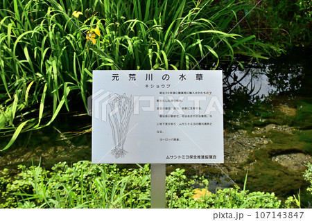 ムサシトミヨが棲む元荒川の自然についての解説看板 ムサシトミヨが棲む元荒川の自然についての解説看板 107143847