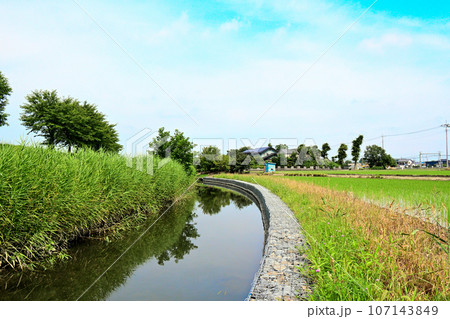 ムサシトミヨが棲む元荒川の源流風景 ムサシトミヨが棲む元荒川の源流風景 107143849