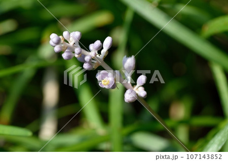 ヤブランの花 ヤブランの花 107143852