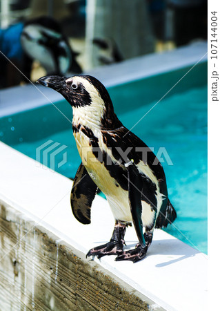 ペンギン 可愛い ペンギン 可愛い 107144004