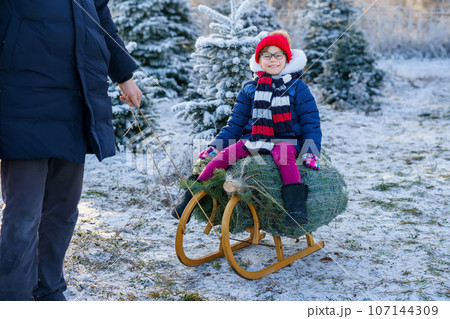 Happy little girl and dad pushing Christmas tree on sleigh. Preschool child with father, young man on fir cutting plantation. Family choose, cut and fell own xmas tree in forest. Germany tradition 107144309